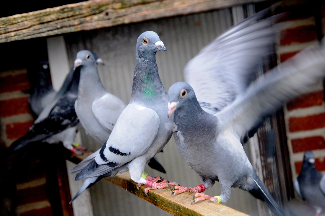 Duivenbond woest over gokken op duiven (Brussel) - Gazet van Antwerpen