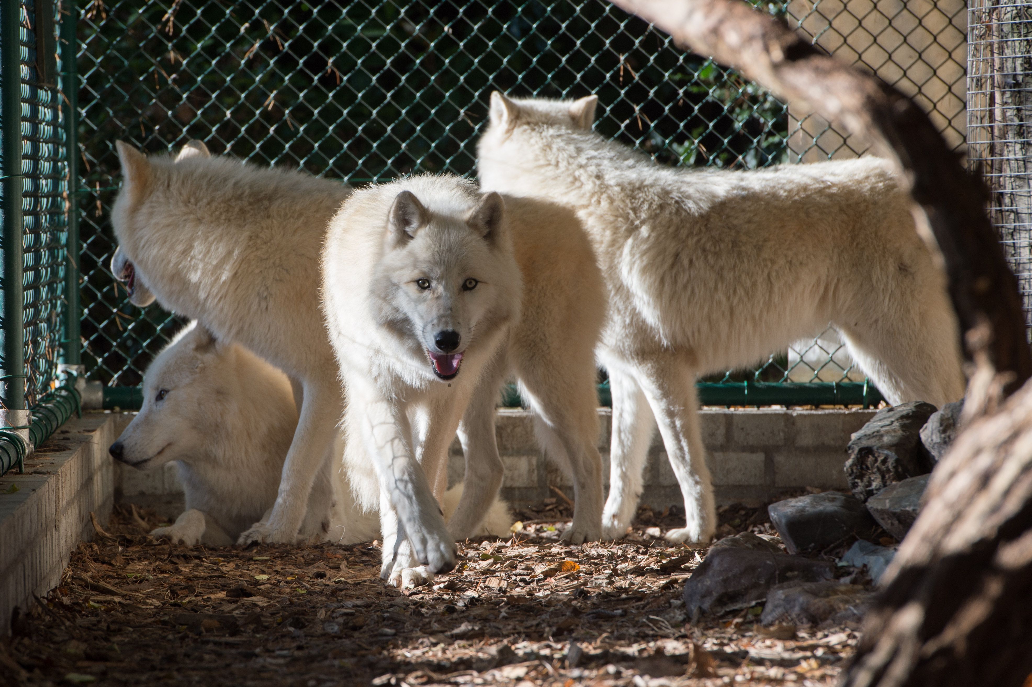 Natuurhulpcentrum vangt roedel poolwolven op (Oudsbergen) Gazet van