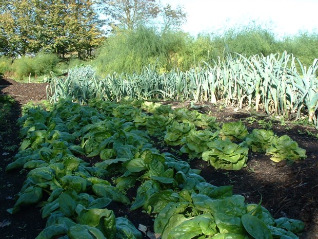 Open tuindag in samentuin ‘t Schootsveld
