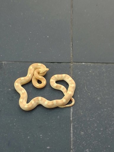 Gezin vindt wurgslang in tuin
