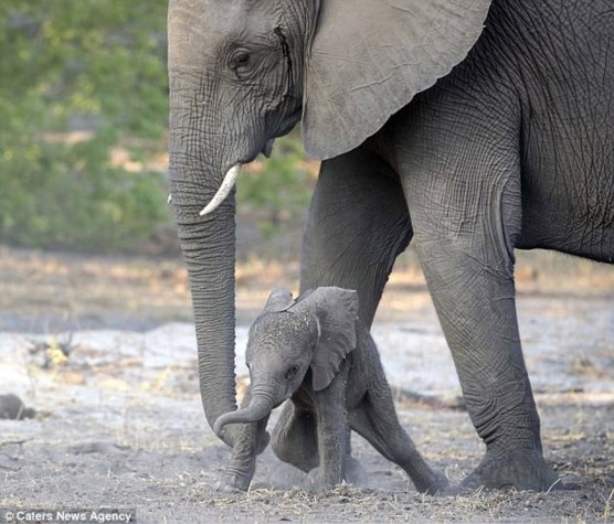 Aannemelijk Te weduwnaar Deze baby-olifant leert lopen, maar dat loopt niet van een leien dakje |  Gazet van Antwerpen Mobile