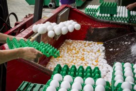 Toxicoloog roept FAVV op resultaten over fipronil-besmetting bekend te maken