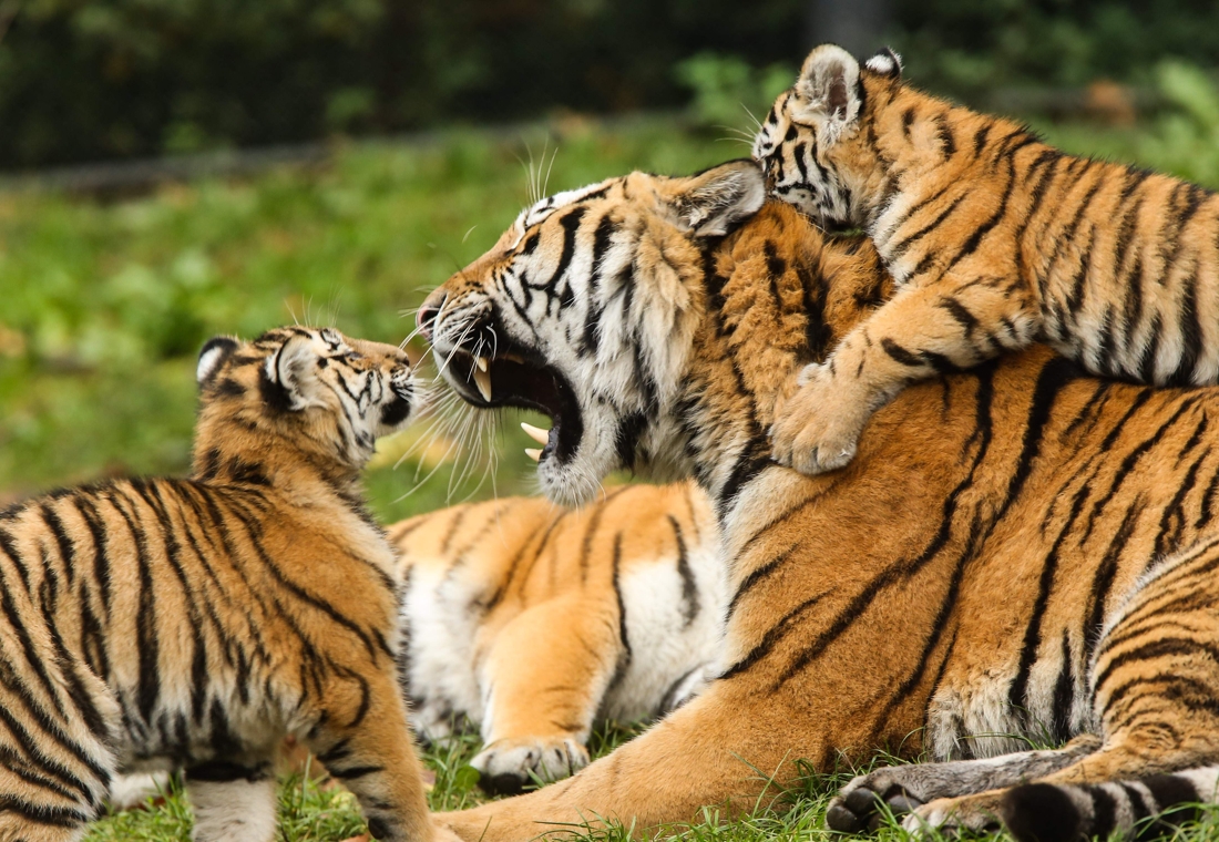 Hartverwarmend: tijger mag eerste keer kennismaken met zijn - Gazet