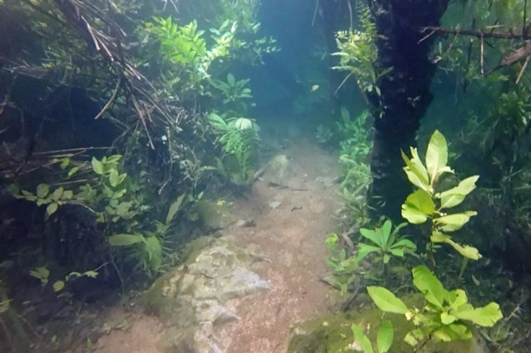 Hevige stortbui tovert natuurpark om tot mystieke onderwaterwereld