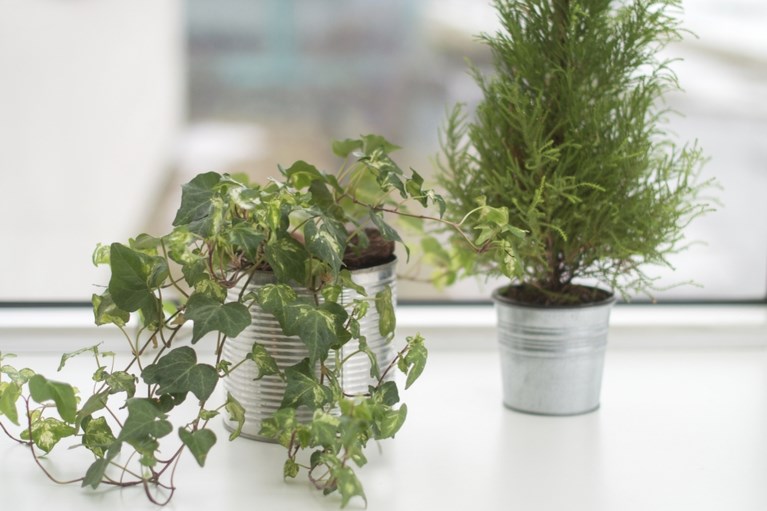 Deze hippe kamerplanten zijn giftig voor je huisdier Gazet van Antwerpen