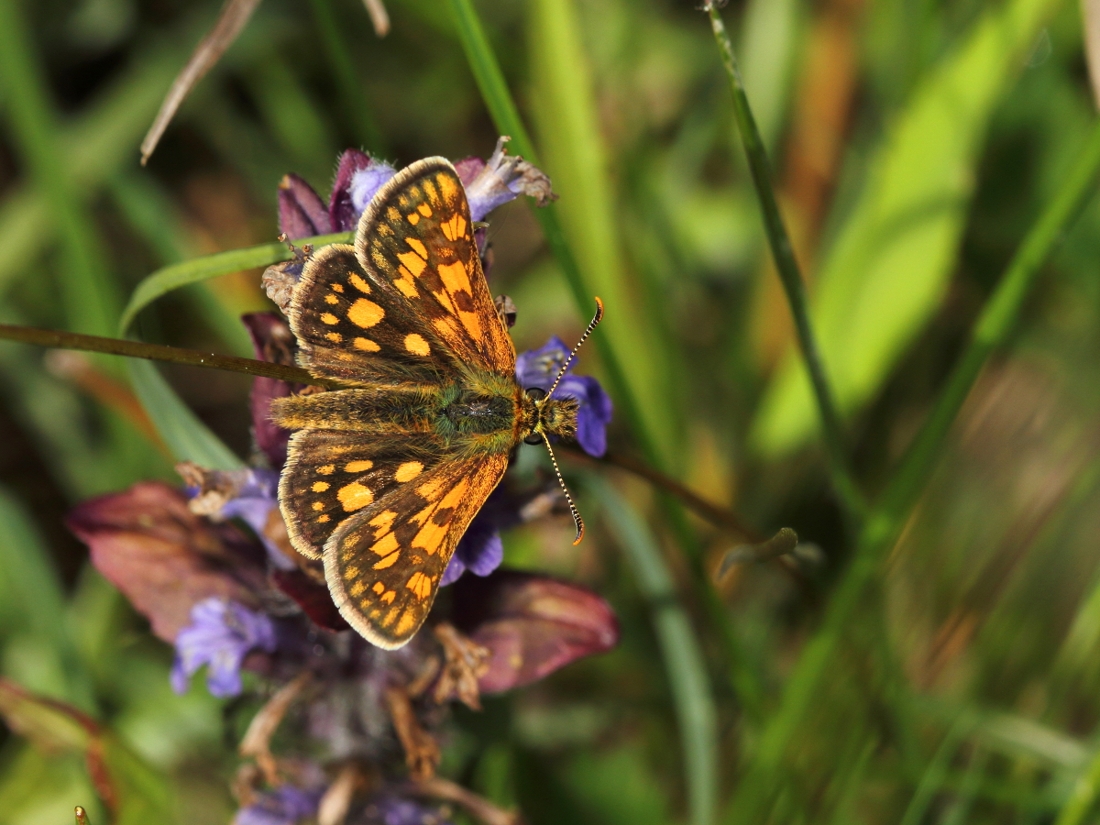 Daarom zullen er deze zomer meer vlinders in je tuin vliegen Gazet