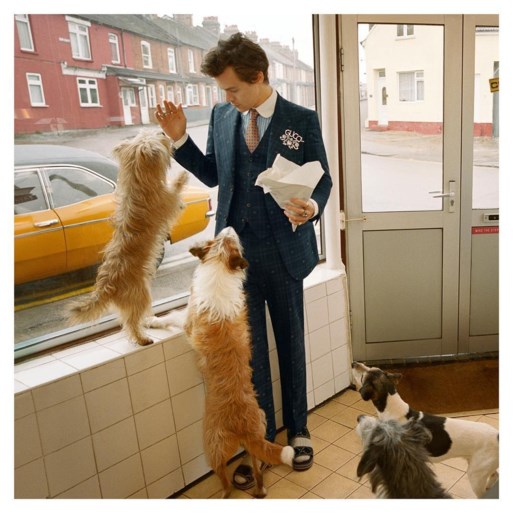 Harry Styles ontpopt zich tot dierenvriend in absurde Gucci-campagne