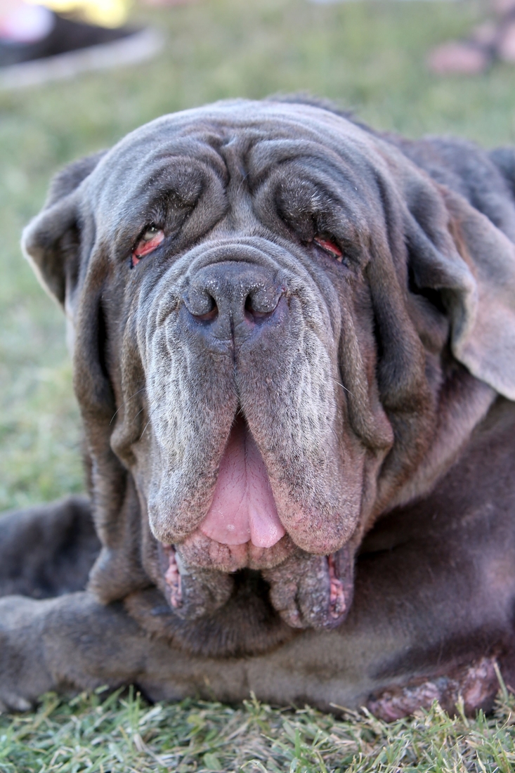 Dit Is De Lelijkste Hond Ter Wereld - Gazet Van Antwerpen