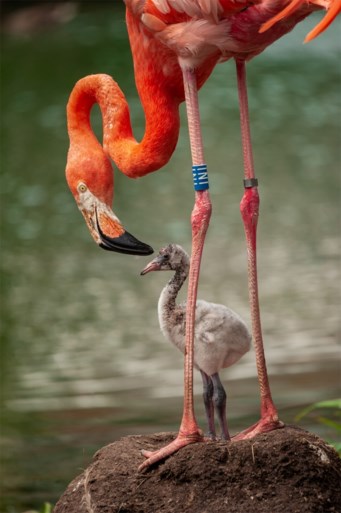 Zoo Antwerpen verwelkomt babyflamingo Tajo