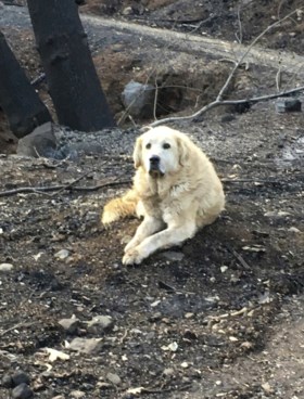 Hond bewaakt wekenlang afgebrande huis van baasje, dit is het moment waarop ze elkaar terugzien