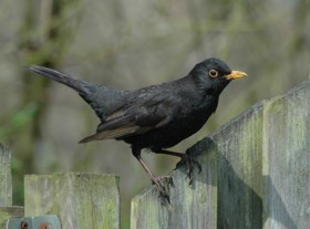 Winterprik lokt vinken naar tuin tijdens vogeltelweekend, kauw vaakst gezien in provincie Antwerpen