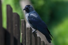 Winterprik lokt vinken naar tuin tijdens vogeltelweekend, kauw vaakst gezien in provincie Antwerpen