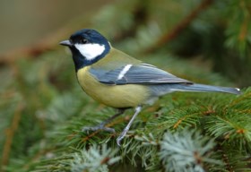 Winterprik lokt vinken naar tuin tijdens vogeltelweekend, kauw vaakst gezien in provincie Antwerpen