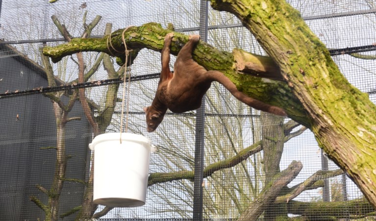 Dieren Olmense Zoo amuseren zich met nieuwe speeltjes