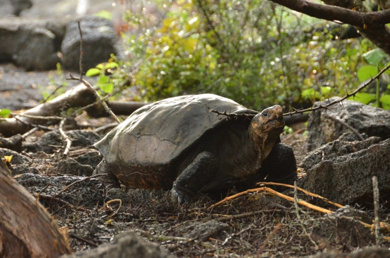 Uitgestorven gewaande reuzenschildpad opgedoken op Galapagos