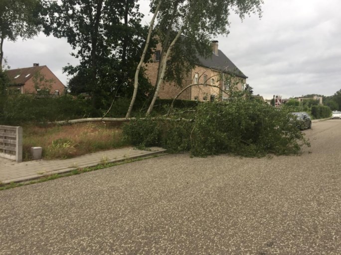 Omgewaaide boom komt op elektriciteitskabels terecht