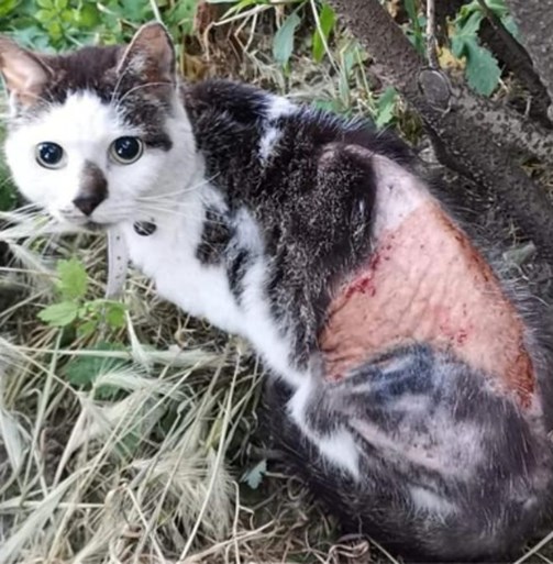 Onbekende dumpt gewonde kat in bench aan Antwerpse discotheek