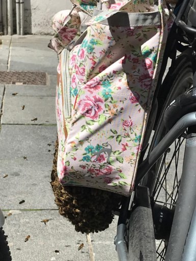 Imker blijft onbewogen als hij duizenden bijen vangt die zich nestelden in Kortrijkse fietsen