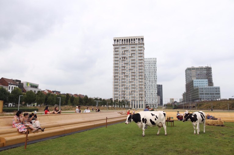 Zomer van Antwerpen laat koeien grazen in Park Spoor Noord