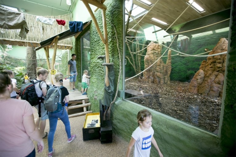 Bonobo’s hebben gloednieuwe verblijfplaats in Planckendael