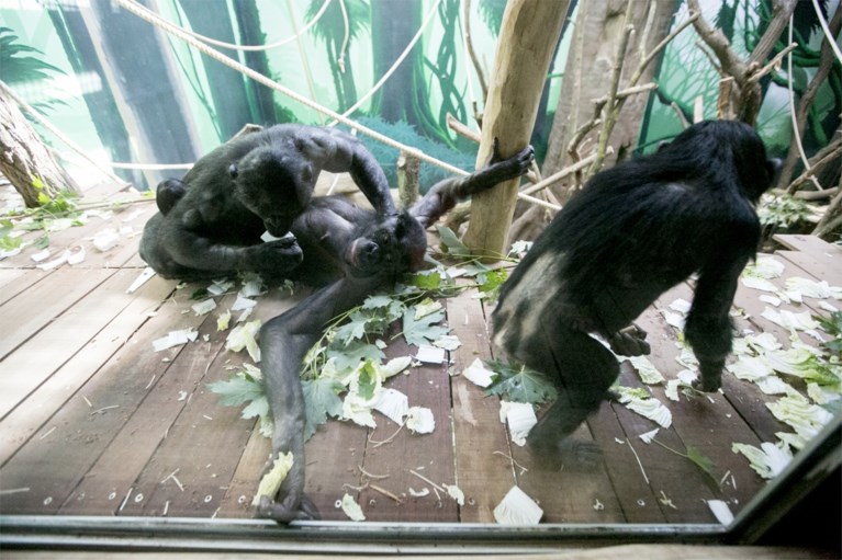Bonobo’s hebben gloednieuwe verblijfplaats in Planckendael