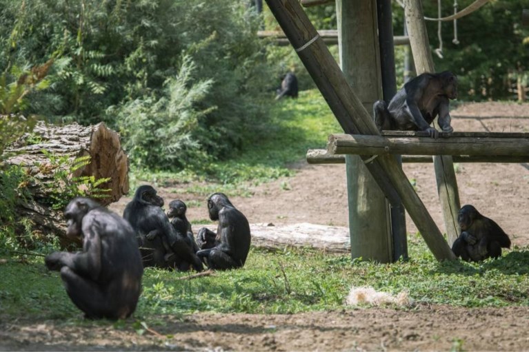 Bonobo’s slingeren naar hartenlust rond op hun nieuwe eiland