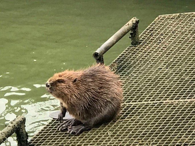 Bever duikt op in Albertkanaal in Zandhoven