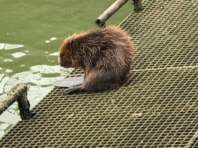 Bever duikt op in Albertkanaal in Zandhoven
