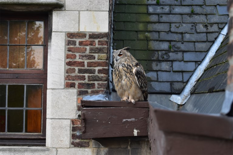 Oehoe zoekt toevlucht in Hof van Liere: “Hij zorgt voor een echt ‘Harry Potter’-sfeertje”