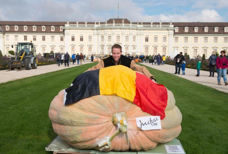 De drie beste pompoenkwekers van Europa komen allemaal uit Kasterlee