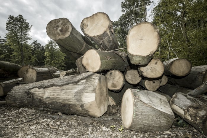 “Prijs van hout stuikt in elkaar” Gazet van Antwerpen