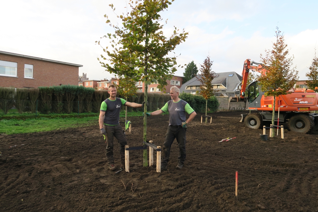 50 rode beuken vormen nieuwe toegangsdreef tot gemeentepark - Gazet van Antwerpen