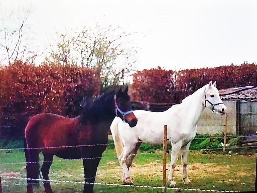 Nederlandse vrouwen zijn op zoek naar drie 'pensioenpaarden' die uit wei verdwenen: “1.000 euro voor gouden tip” - Gazet van Antwerpen