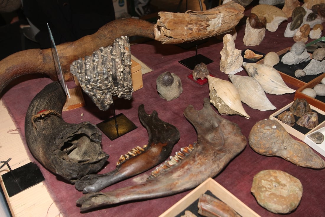 Fossielenbeurs PaleoTime: “Waar anders kun je een dinosaurus... (Herselt) - Gazet van Antwerpen