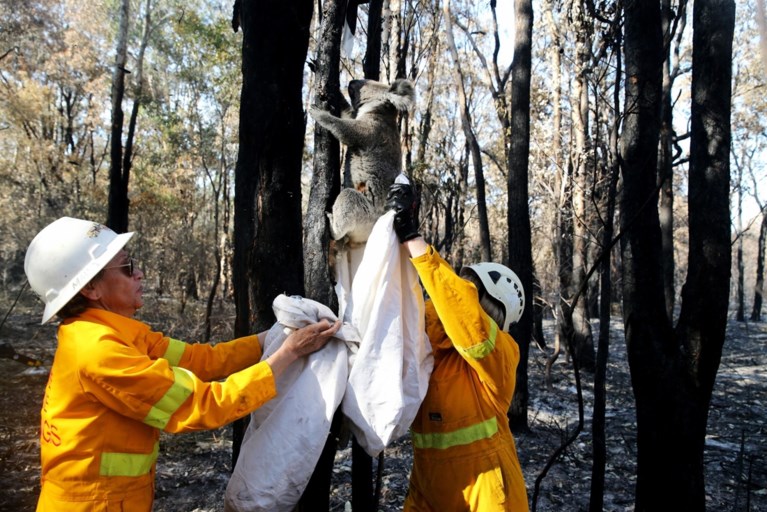 OPROEP. Australië in hoogste staat van paraatheid: zelfs binnenstad van Sydney bedreigd door bosbranden