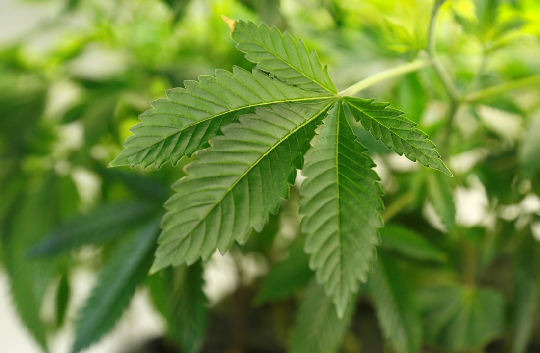 Man brengt cannabisplantage onder in kinderkamer (Hoboken) - Gazet van Antwerpen
