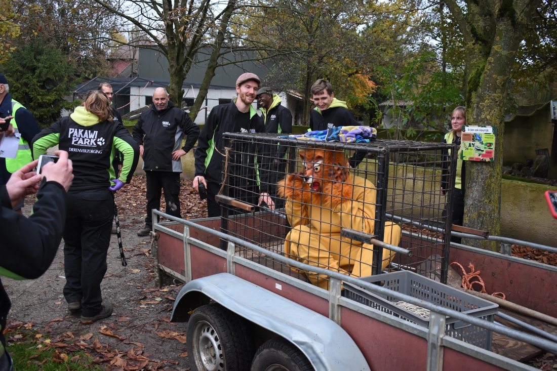 'Ontsnapte leeuw' in Pakawi Park tijdens noodplanoefening: “... (Balen) - Gazet van Antwerpen