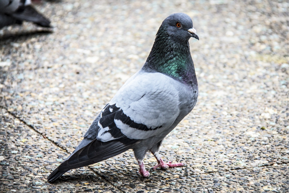 Waarom duiven tenen verliezen in steden - Gazet van Antwerpen