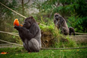 Feest bij gorilla’s in Zoo Antwerpen: Mambele verwacht kleintje en Thandie viert verjaardag