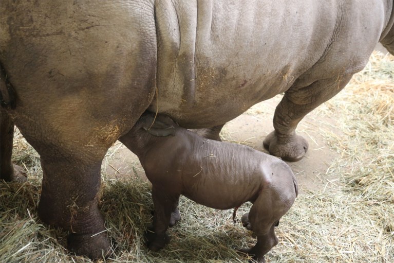 Heuglijk nieuws uit Pairi Daiza: kleine neushoorn geboren, tweede op komst