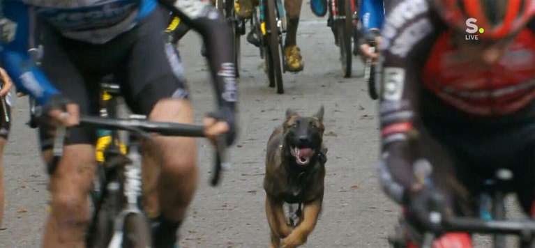 Loslopende hond zorgt voor opschudding in Druivencross