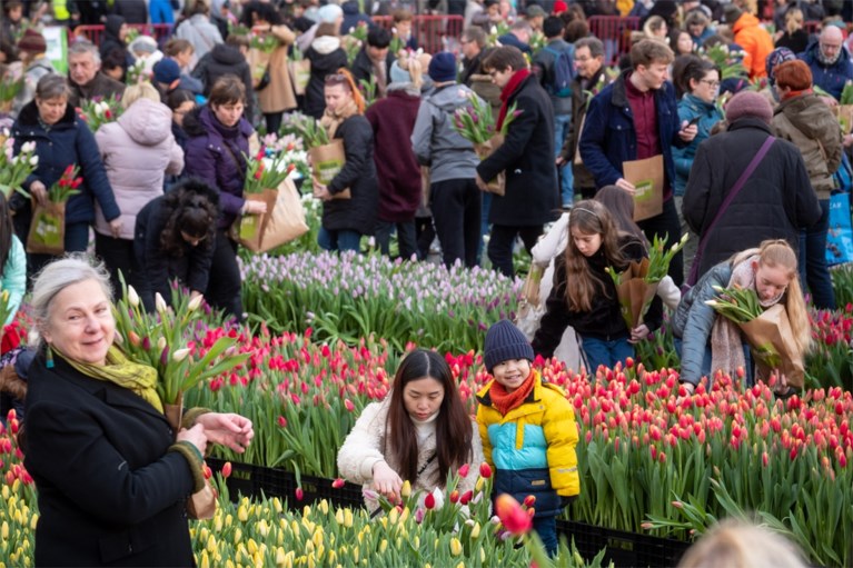 Grote tulpenpluk aan Centraal Station: 100.000 tulpen in amper drie uur allemaal weg