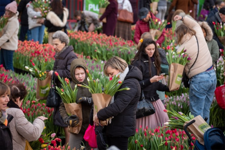 Grote tulpenpluk aan Centraal Station: 100.000 tulpen in amper drie uur allemaal weg