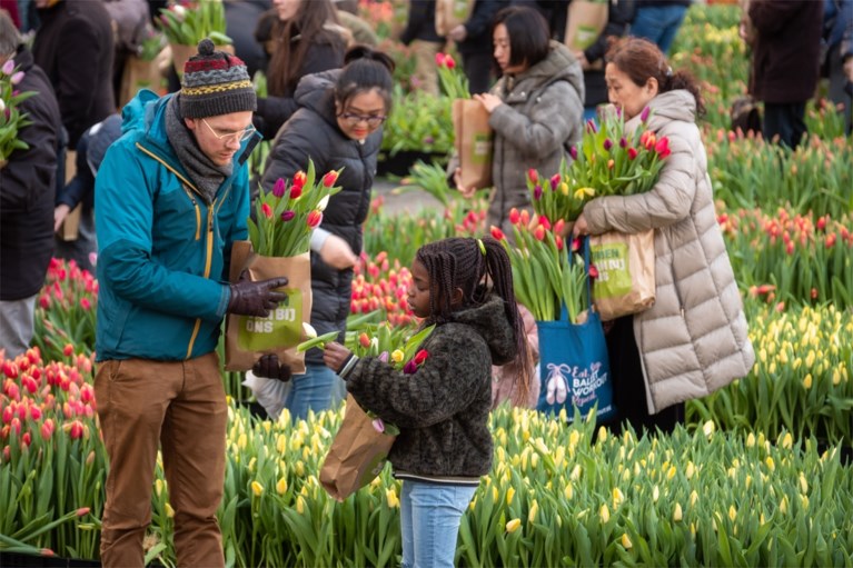 Grote tulpenpluk aan Centraal Station: 100.000 tulpen in amper drie uur allemaal weg