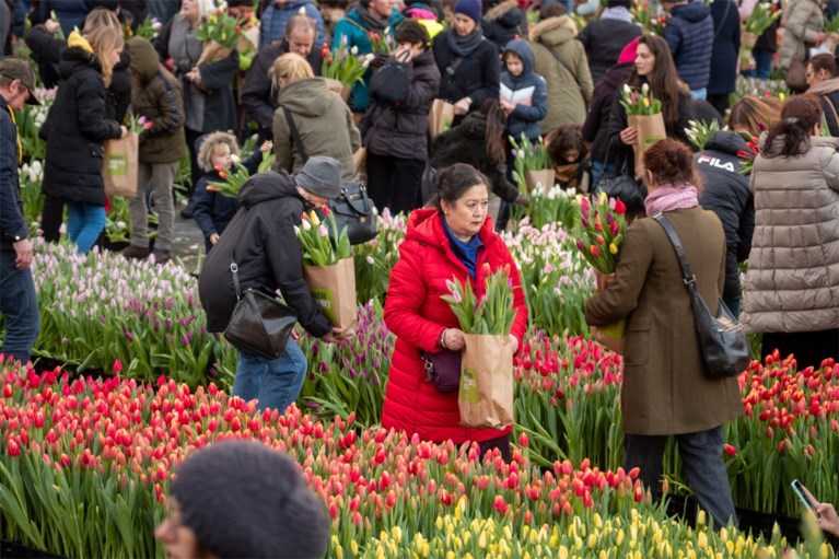 Grote tulpenpluk aan Centraal Station: 100.000 tulpen in amper drie uur allemaal weg