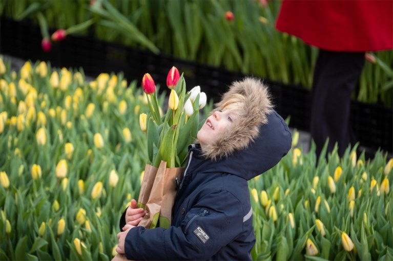 Grote tulpenpluk aan Centraal Station: 100.000 tulpen in amper drie uur allemaal weg
