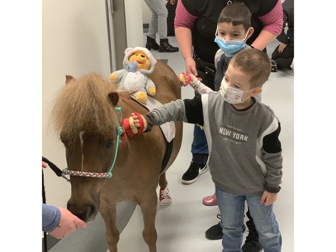 Minipaarden met schoenen vrolijken patiëntjes op in UZA: “Onze dieren hebben een therapeutisch effect op de kinderen”