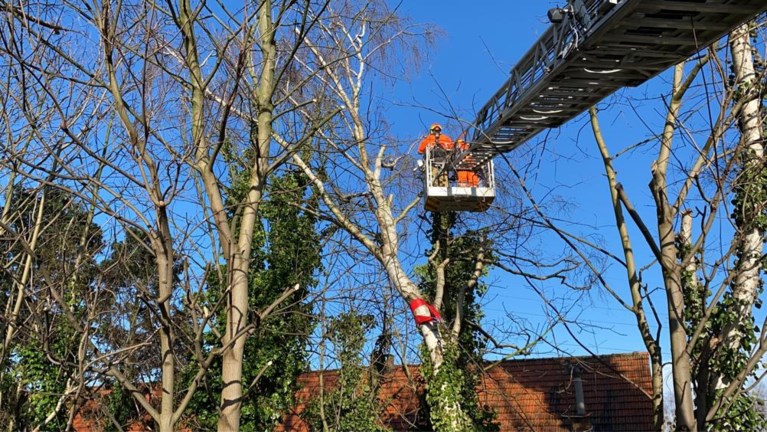 Twee rijstroken afgesloten op E313 om afgebroken boom te verwijderen