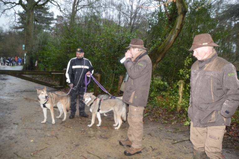 Wolvenwandeling in Zoerselbos wordt wel heel letterlijk genomen