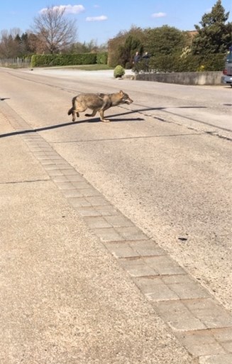 Nieuwe wolf steekt als allereerste Albertkanaal over en komt duidelijk in beeld